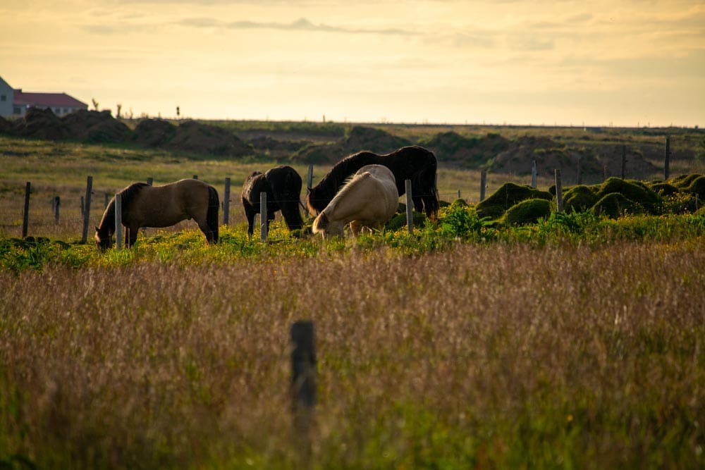 Goodbye Iceland: From Volcanoes to Valleys, Here Is What We Learned