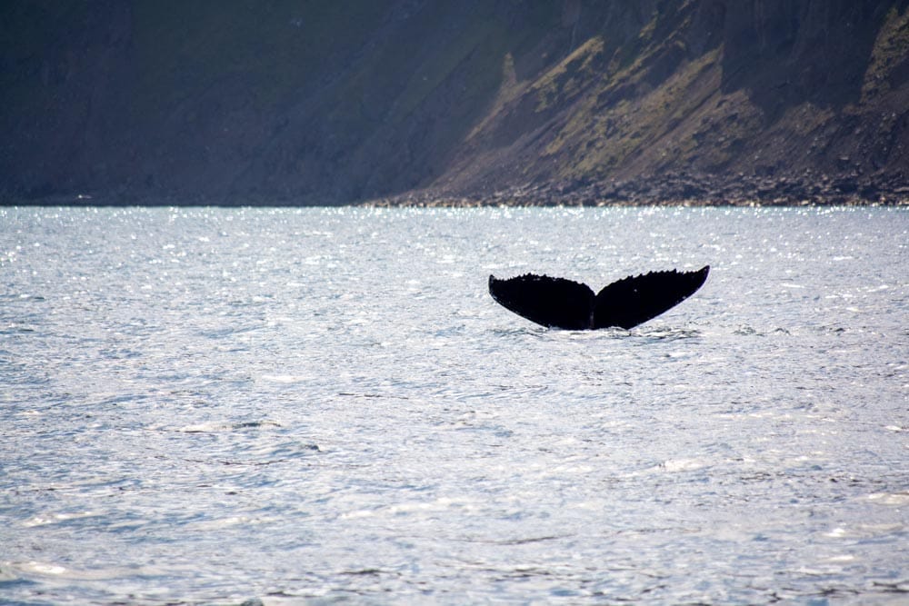 Goodbye Iceland: From Volcanoes to Valleys, Here Is What We Learned