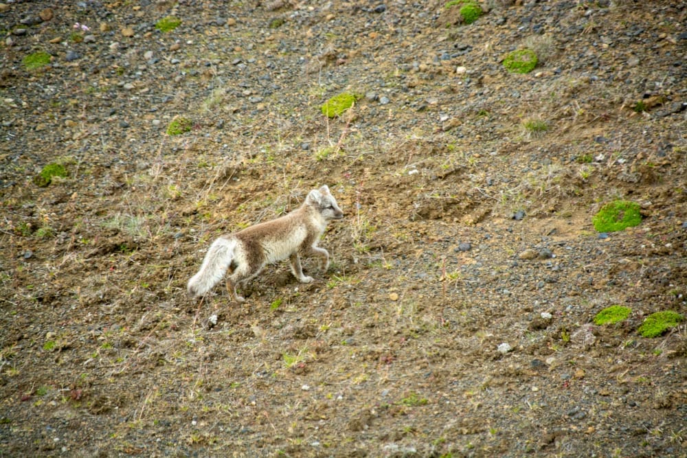 Goodbye Iceland: From Volcanoes to Valleys, Here Is What We Learned