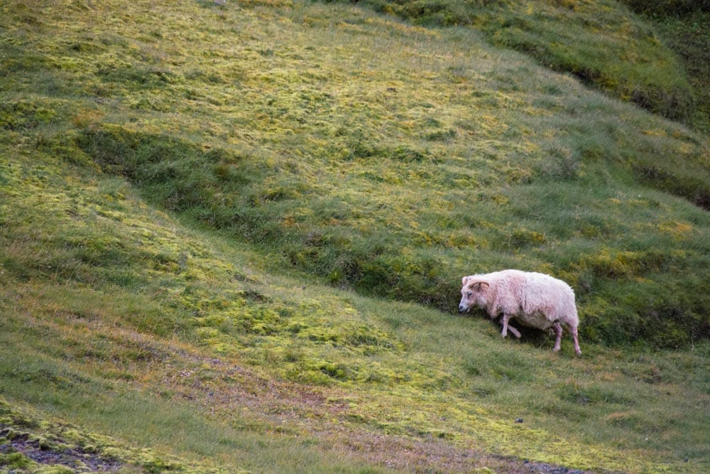 Goodbye Iceland: From Volcanoes to Valleys, Here Is What We Learned