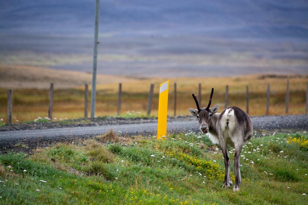 Goodbye Iceland: From Volcanoes to Valleys, Here Is What We Learned