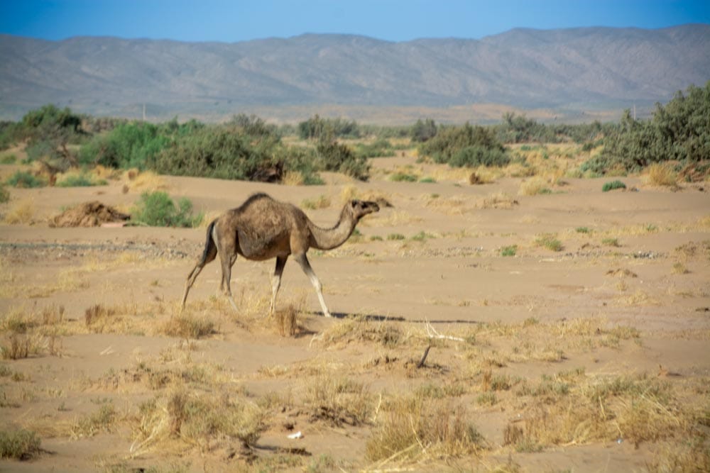 Lost Cities and Local Smiles: The First Glimpse of Morocco