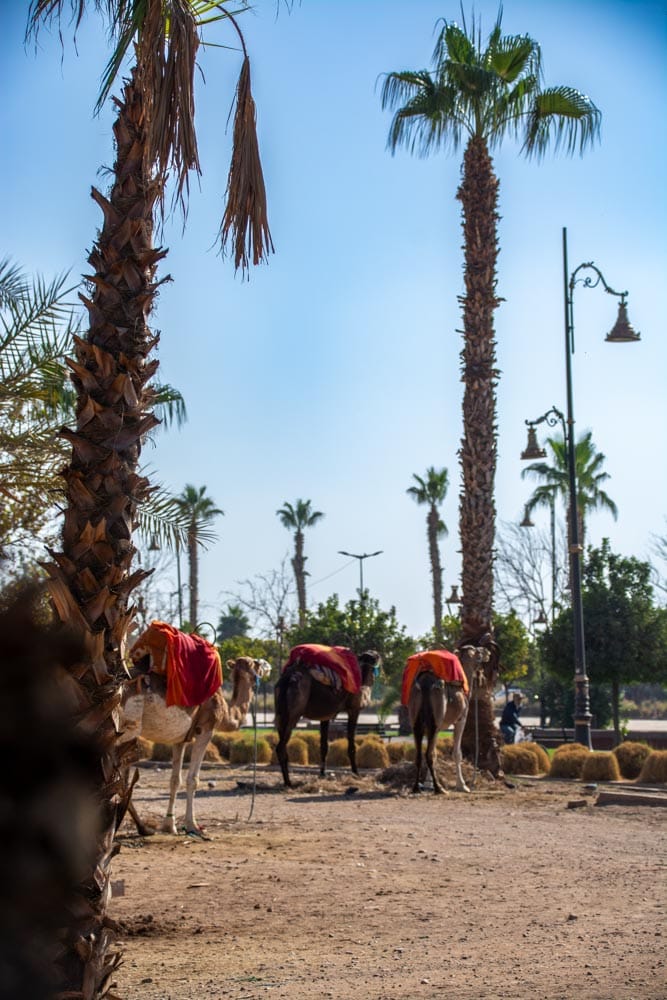 From Desert Solitude to Marrakesh Madness