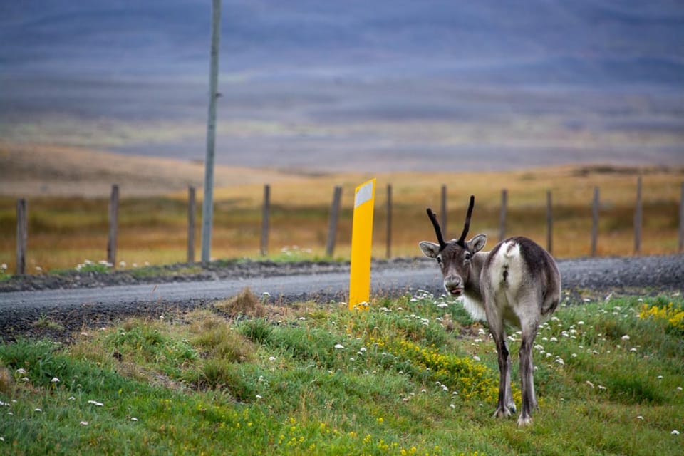 Goodbye Iceland: From Volcanoes to Valleys, Here Is What We Learned